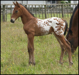 Knabstrupper colt New Zealand